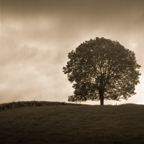 Hillside tree, Co. Clare