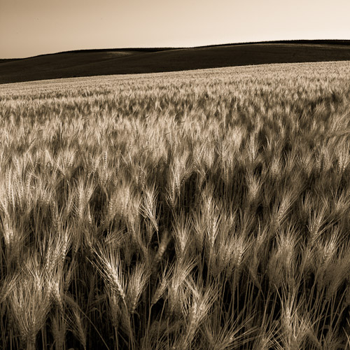 Wheat field at dusk,  South Dakota