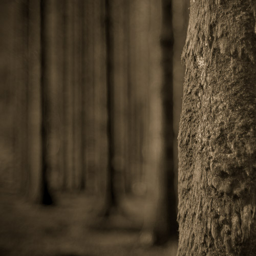 Hemlocks, Gougane Barra, Co. Cork