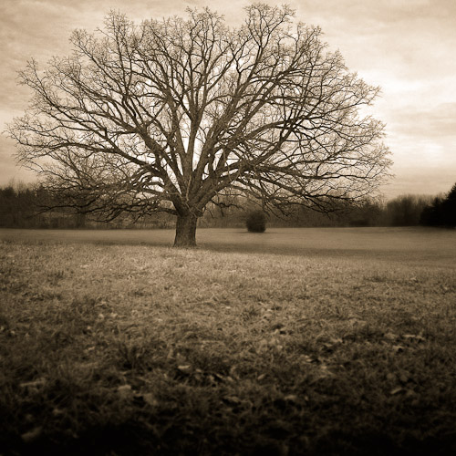 Jennings Road Oak, Dexter, MI