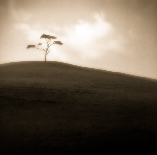 Lone Tree, Road to Oysterhaven, Co. Cork