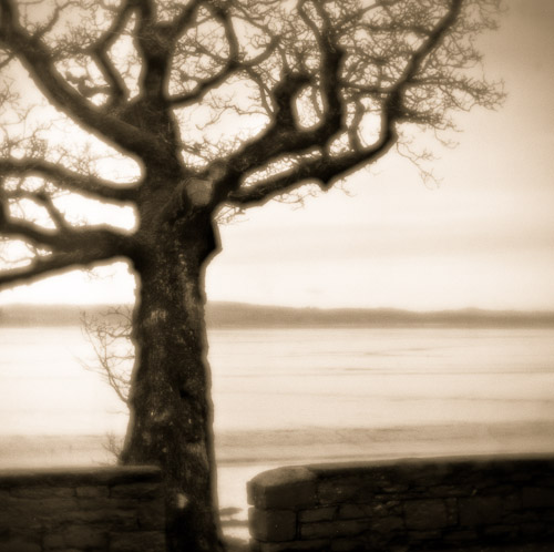 Roadside Tree, Tarbert Island, Co. Kerry