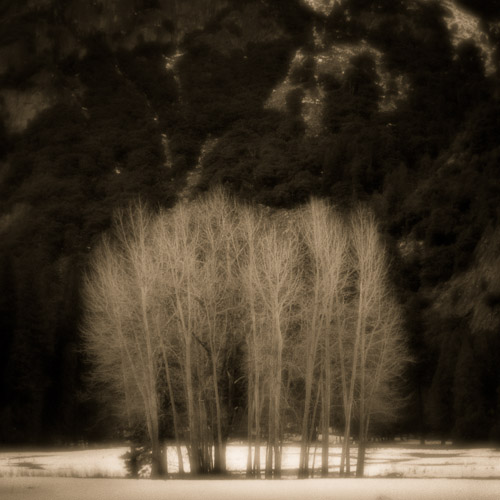 Copse Study, Yosemite