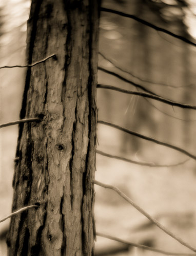 Young redwood, Yosemite